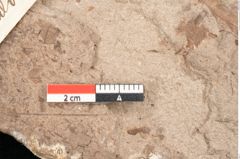 Foto (Detailansicht) von Podozamites malvernicus Ettingshausen (NHMW-GEO-2024-0188-10326)